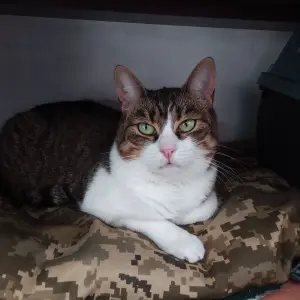 Котята и кошечки а добрые руки.Минск