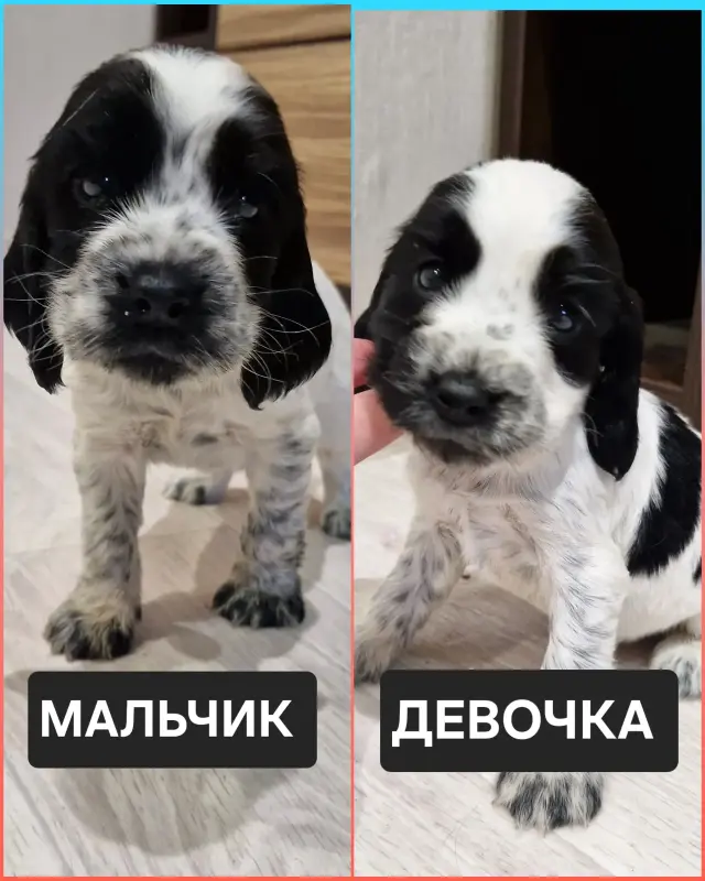 русский спаниель,  рос щенки