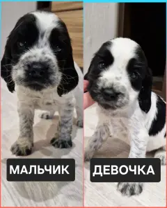 русский спаниель,  рос щенки