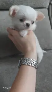 Чихуахуа девочка