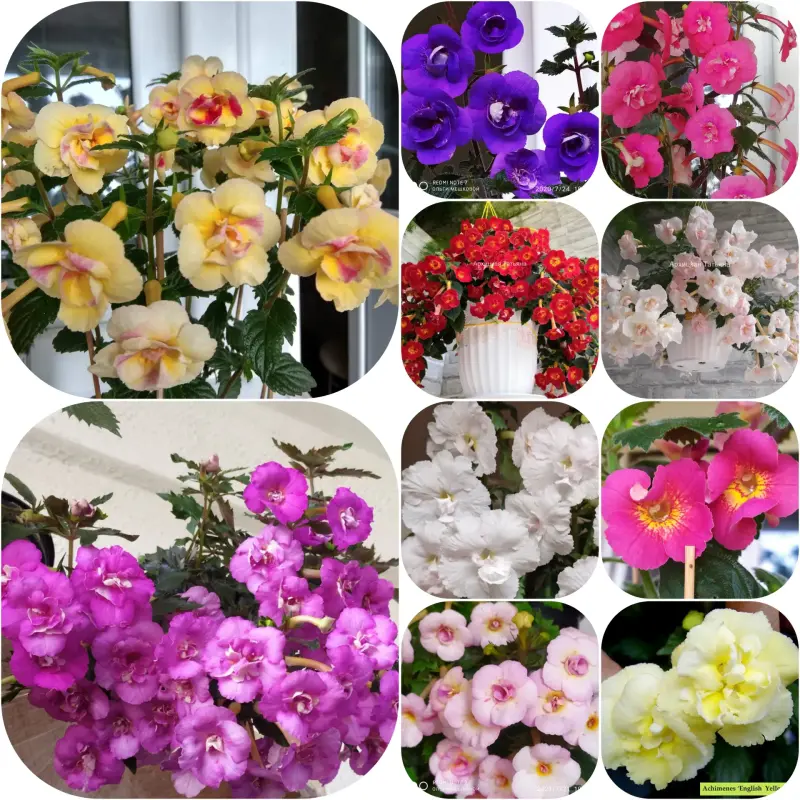 Ахименесы(ризомы)