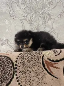 Девочка померанского шпица