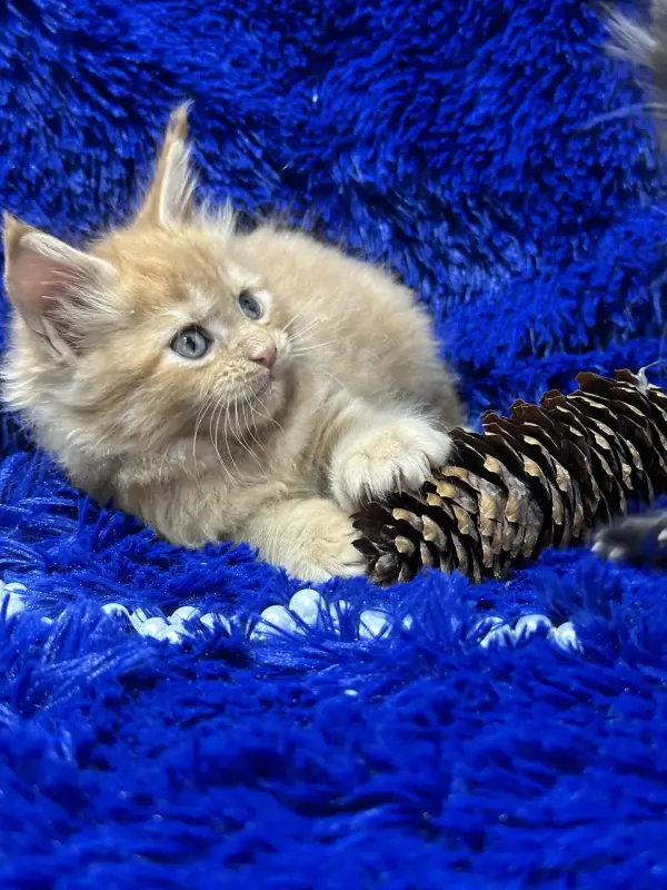 Мейн-Кун девочка