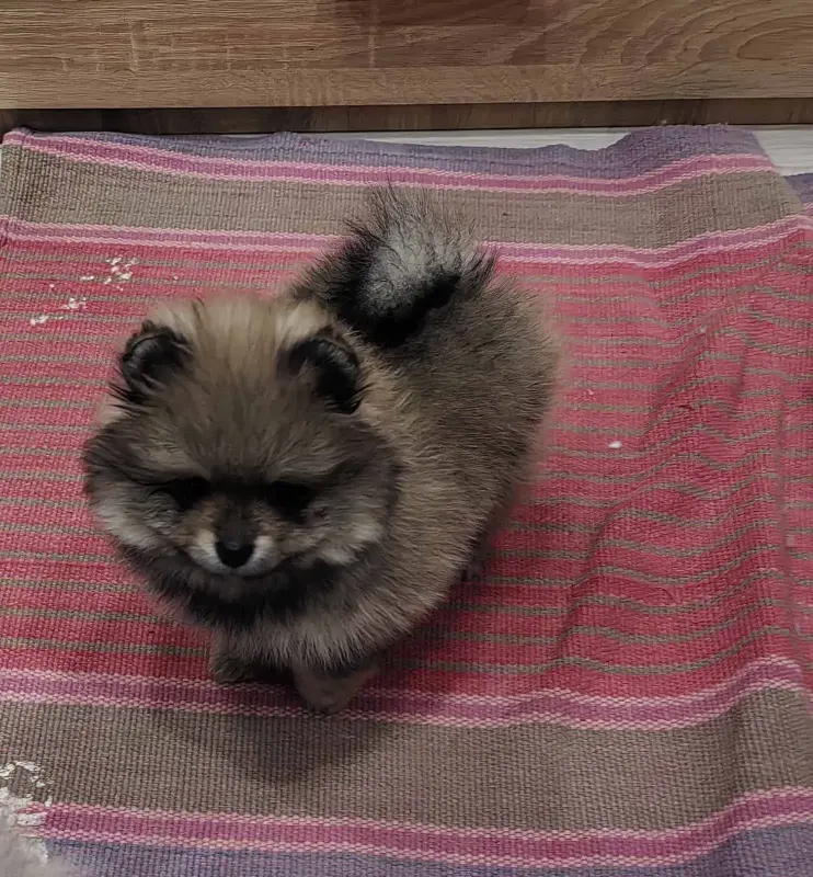 Девочки померанского шпица