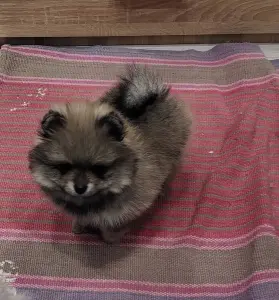 Девочки померанского шпица