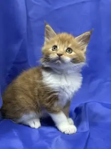 Мейн-Кун котята