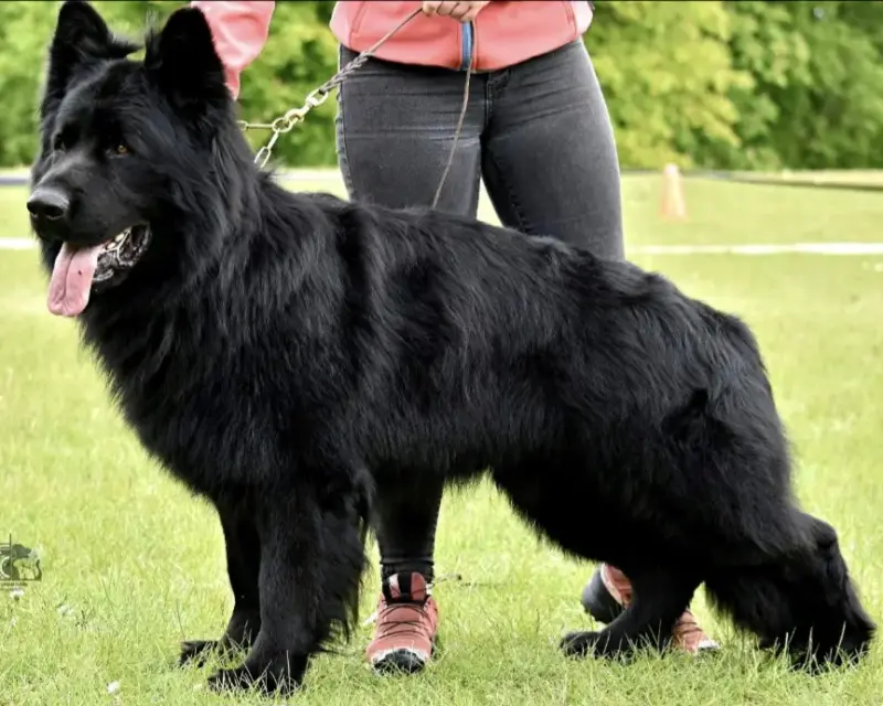 Щенки черной д/ш немецкой овчарки