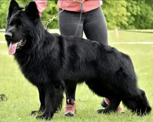 Щенки черной д/ш немецкой овчарки