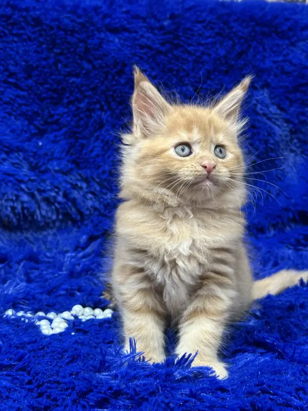 Мейн-Кун девочка