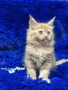 Мейн-Кун девочка