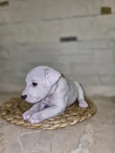 Чистокровные Щенки Джек Рассел