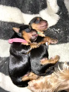 Щенки Йоркширского терьера. БРОНЬ