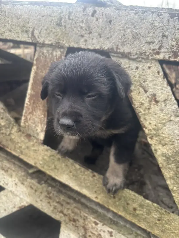 Щенки в дар