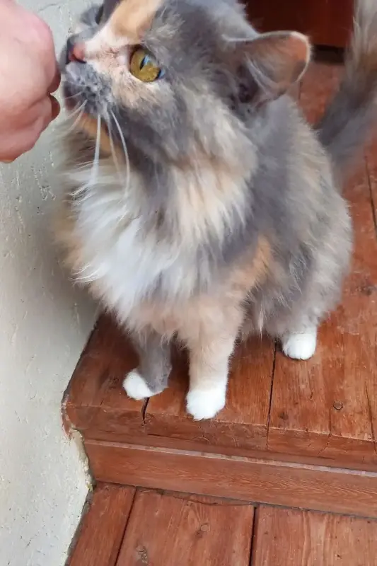 Пушистая красавица срочно ищет дом или передержку до весны