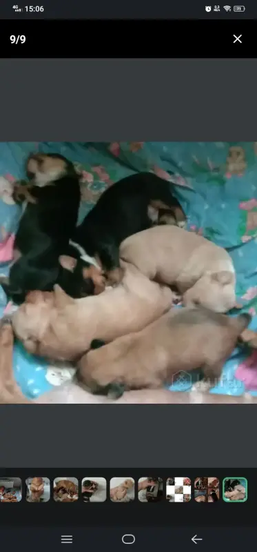 Щенки таксы ДАРОМ