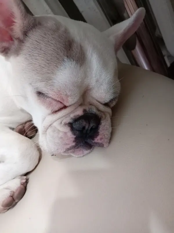 Французский бульдог