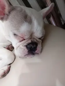 Французский бульдог