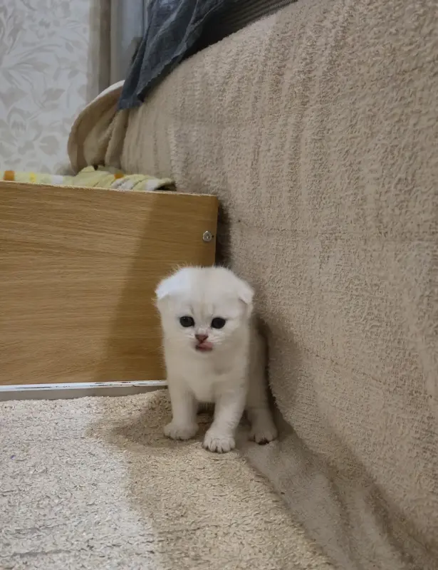 Шотландский вислоухий мальчик