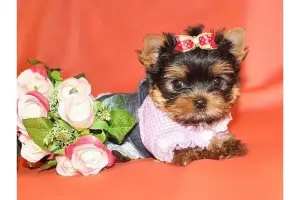 Йоркширский терьер!!!