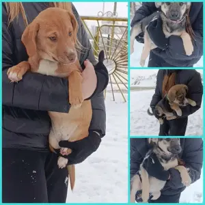 Щенкам срочно нужны дома