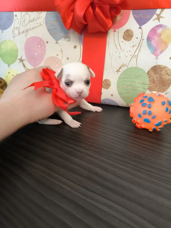 Чихуахуа щенки