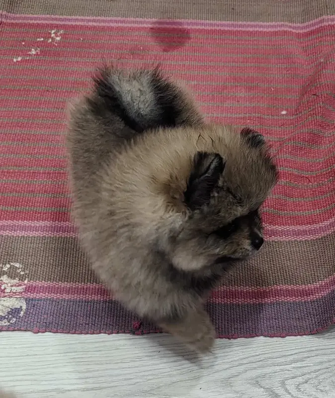 Девочки померанского шпица