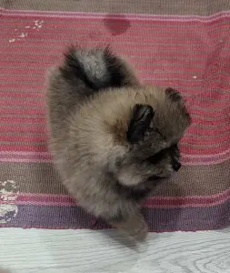 Девочки померанского шпица