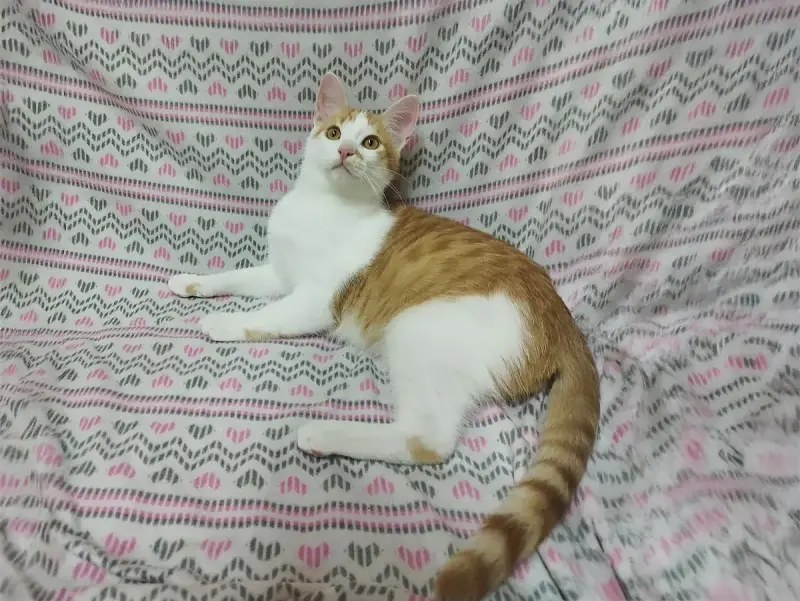 Солнечные рыжие котята Тишка и Рыжик в дар