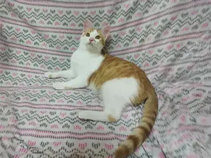 Солнечные рыжие котята Тишка и Рыжик в дар