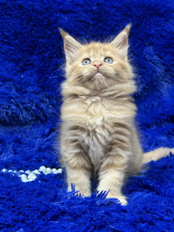 Мейн-Кун девочка