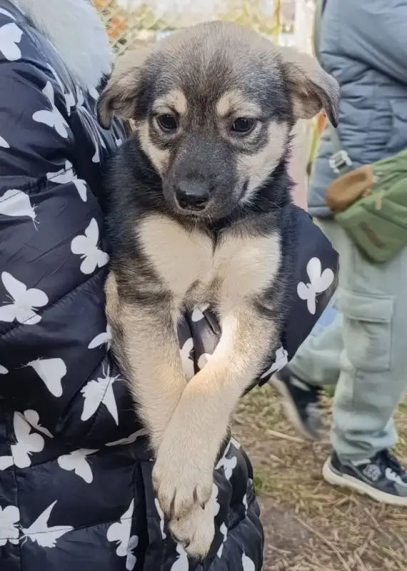 Щенок ищет дом!