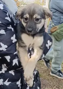 Щенок ищет дом!