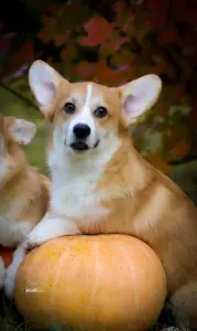 Вельш корги пемброк