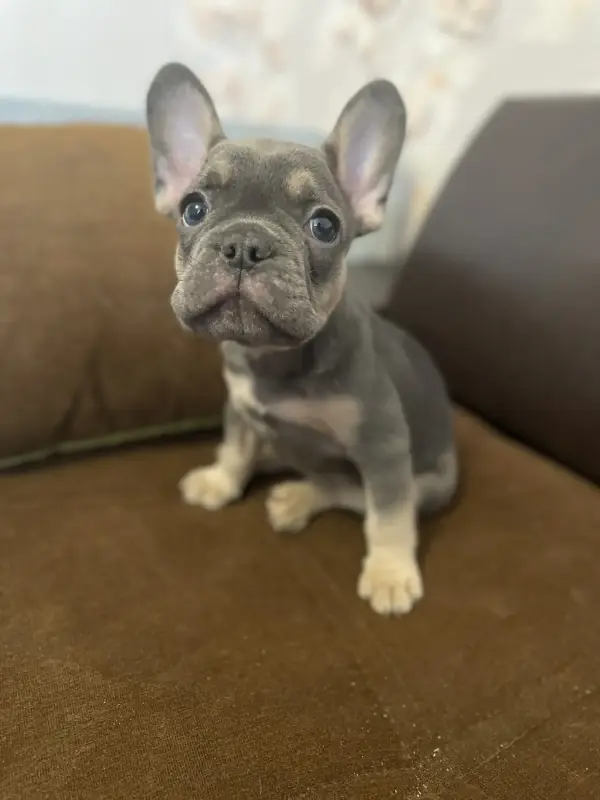 Щенок французского бульдога