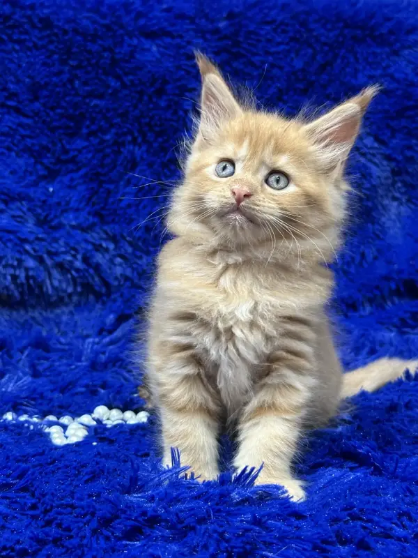 Мейн-Кун девочка