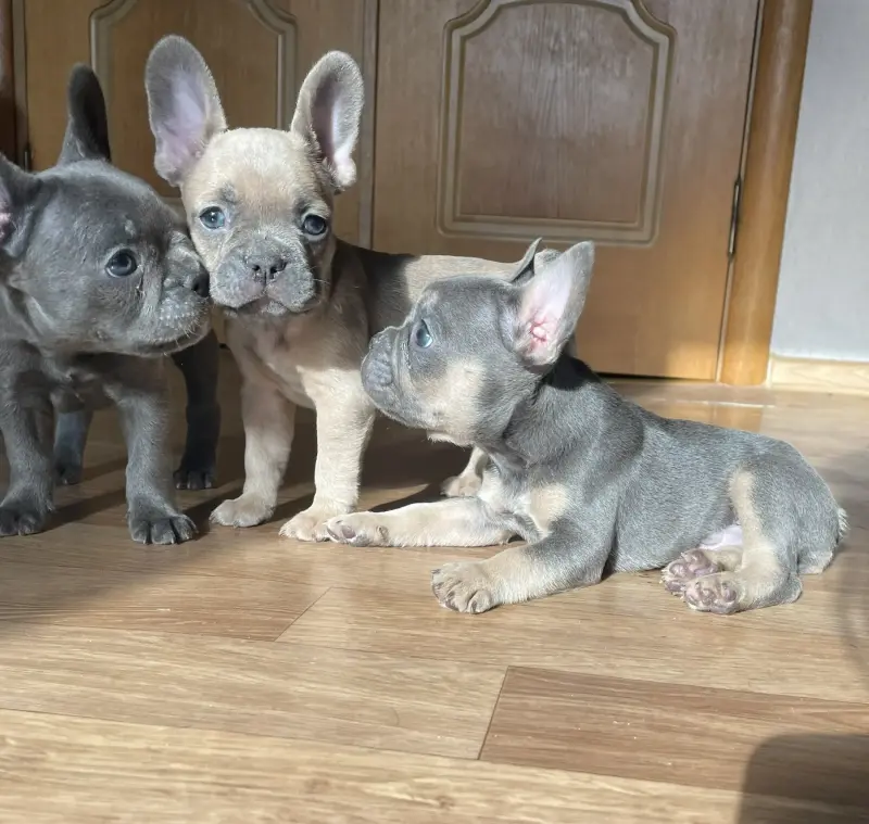 Щенки французского бульдога