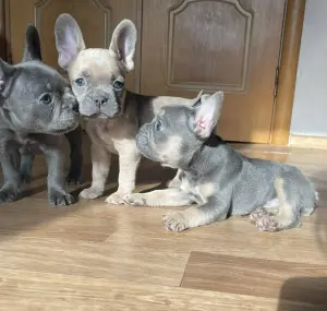 Щенки французского бульдога