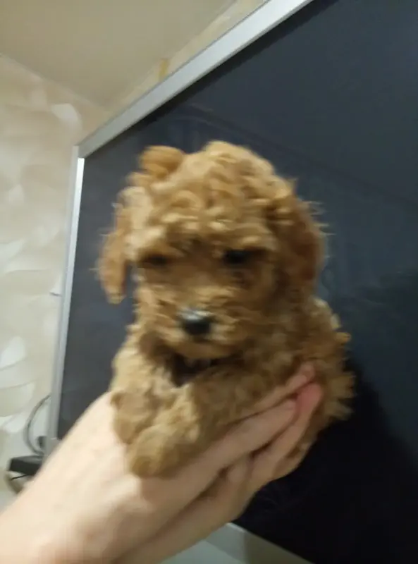 Той Пуделя щенки с родословной