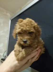 Той Пуделя щенки с родословной