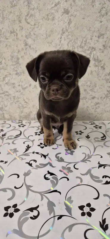 Щенок чихуахуа