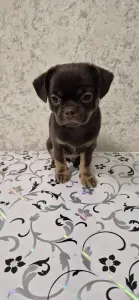 Щенок чихуахуа