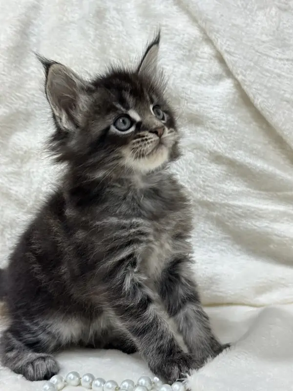 Мейн-Кун котята