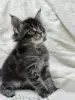 Мейн-Кун котята
