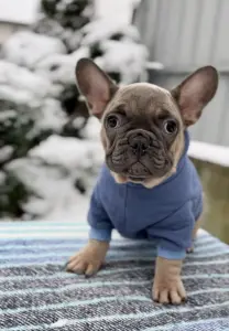 Французский бульдог мальчик