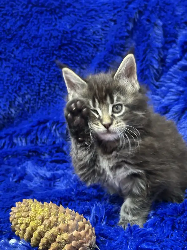 Мейн-Кун мальчик