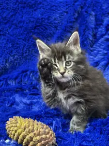 Мейн-Кун мальчик