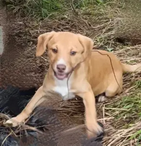 Вислоухий щенок-метис ищет дом