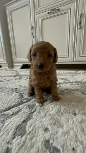 Щенята той-пудель