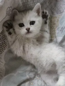 Шотландский прямоухий мальчик