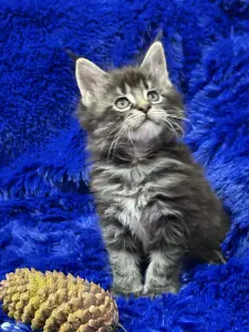 Мейн-Кун мальчик